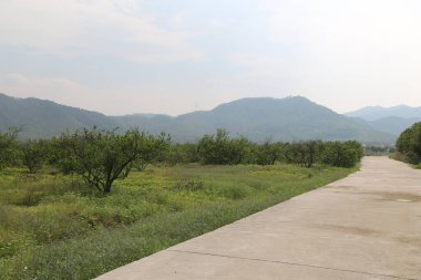 Yolun sol tarafında meyve ağaçları olan bir meyve bahçesi, arka planda uzak dağlara çıkıyor. Yeşil çimenler ve sarı çiçekler yemyeşil bir manzara yaratır..