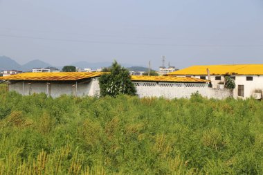 Baharın yeşil çimlerinde, Çin 'in kırsal bölgelerinde ve köylerinde çatısında sarı fayanslı eski bir beyaz tuğla ev var. Duvarların etrafında büyüyen bitkiler var..