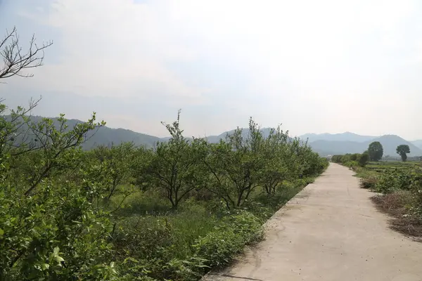Arka planda yeşil ağaçlar ve dağlar olan bir meyve bahçesine giden toprak yol. Gökyüzü bulutsuz berrak bir mavi. Caddenin her iki tarafında da bitki örtüsü var..