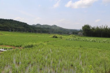 Yüksek çözünürlüklü fotoğrafçılıkla çekilen yemyeşil pirinç tarlası, arka planda baharda beyaz bulutlarla benekli mavi bir gökyüzü yer alıyor. Alan, her iki tarafında alçak tepeler bulunan elektrik hatlarıyla çevrili..