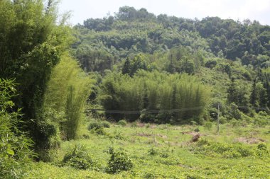 İçinde bambu ormanları ve çay tarlaları olan yeşil bir dağ. Ortasında, daha önce orada olduğunu düşünen biri tarafından sessizce geri alındıktan sonra yıllardır doğaya bırakılmış terk edilmiş eski bir çiftlik var..