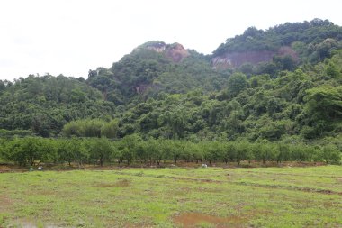 Yeşil dağların arka planında, bir tarafta bir portakal bahçesi ve önünde bir tarım arazisi var. Yazın yüksek yağış ile birlikte toprak her yer ıslaktı..