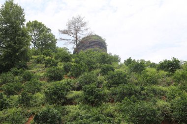 Çay ağaçlarıyla kaplı bir yamaçta, bir ağacın tepesi antik bir Çin taşı sütunu şeklinde. O kayanın üzerinde ayrıca yaşlı ve uzun bir çam ağacı var..