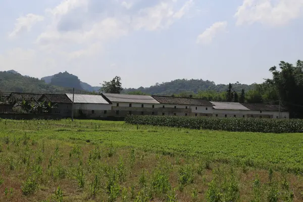Bir yaz günü Çin 'in kırsal kesimlerinde, her iki taraftaki dağlarda yeşil tarlalar ve uzun mısırlarla çevrili, beyaz duvarları ve gri fayansları olan bir grup basit Çin çiftlik evi.