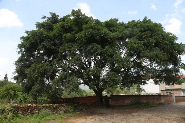 Yeşil yapraklı büyük bir ağaç, her iki tarafında mavi gökyüzünün altında bazı küçük evler ve otlaklarla çevrili kırmızı tuğla duvarın önünde duruyor. Gövdenin aşağıdan yukarıya doğru uzanan birkaç kalın dalı vardır.