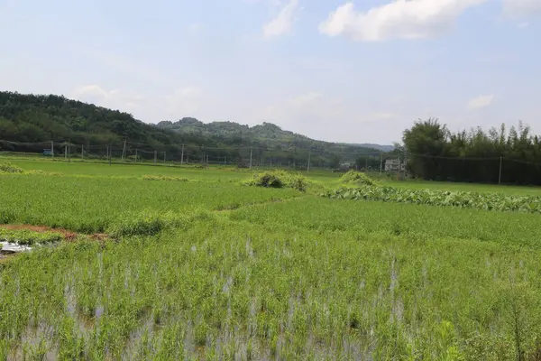 Yüksek çözünürlüklü fotoğrafçılıkla çekilen yemyeşil pirinç tarlası, arka planda baharda beyaz bulutlarla benekli mavi bir gökyüzü yer alıyor. Alan, her iki tarafında alçak tepeler bulunan elektrik hatlarıyla çevrili..