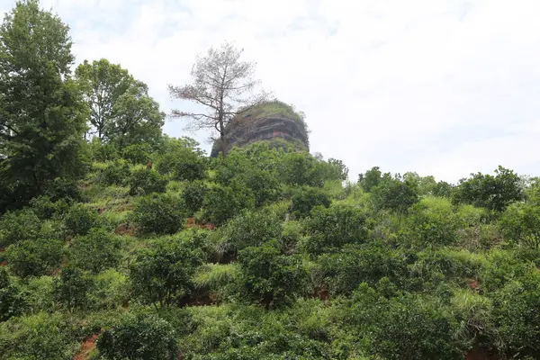 Çay ağaçlarıyla kaplı bir yamaçta, bir ağacın tepesi antik bir Çin taşı sütunu şeklinde. O kayanın üzerinde ayrıca yaşlı ve uzun bir çam ağacı var..