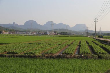 Arka planda birkaç ev olan yeşil bir çim tarlası. Sahada yürüyen insanlar da var.