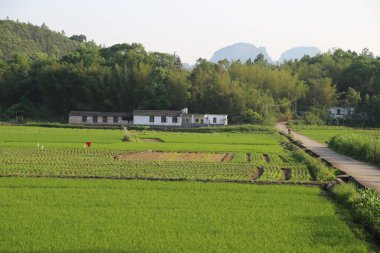 Uzakta beyaz evler ve siyah çatıları olan yeşil bir pirinç tarlası. Önünde iki taraftaki iki küçük binaya giden asfalt bir yol var..