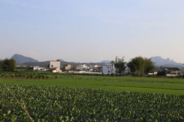 Uzakta, temiz bir gökyüzü ile kırsal bölgelerde beyaz binalar ve yeşil alanlar görülebilir. Önünde bitkilerle dolu uçsuz bucaksız pirinç tarlası var..