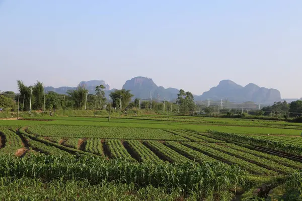 Çeltik tarlalarındaki yeşil sebze tarlaları, arka planda dağlar ve mavi gökyüzü, huzur ve doğal güzelliği çağrıştırıyor. Bu modern Çin tarzı çiftlik arazisi uzaktaki mısır tarlalarını gösteriyor.