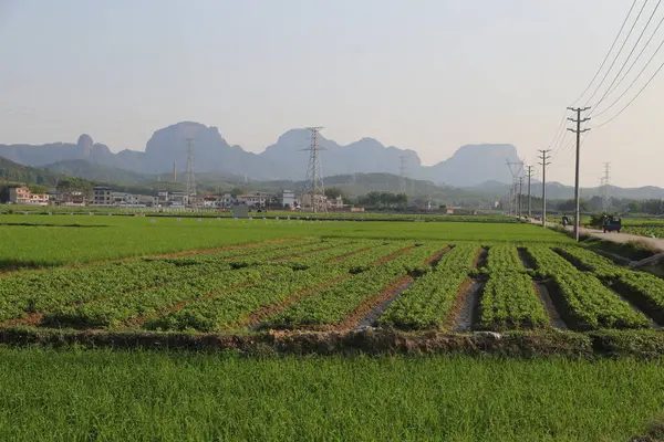 Arka planda birkaç ev olan yeşil bir çim tarlası. Sahada yürüyen insanlar da var.