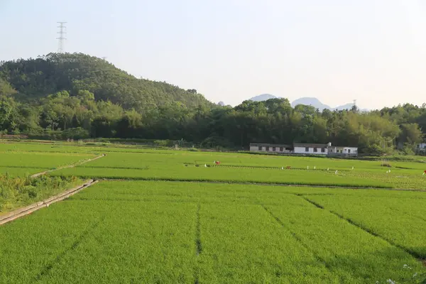 Güney Çin yazında, önünde ve arkasında sonsuz bir pirinç tarlası vardır. Bu yeşil arazide, çok sayıda çiftçi pirinç fideleri ekmek için çok çalışıyor..