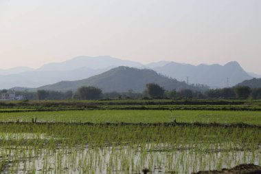 Arkaplanda pirinç tarlaları var. Uzakta dağlar görünüyor. Pirinç tarlası yeşildir ve canlıdır..