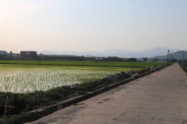 Uzakta, sınırsız bir pirinç tarlası ve Çin 'in kırsal kesimlerinde her iki tarafında da küçük binalar var. Önlerinde yeşil filizler büyümekte olan tarlalar var..