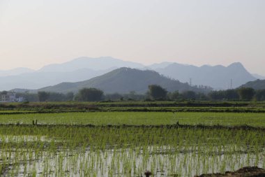 Arkaplanda pirinç tarlaları var. Uzakta dağlar görünüyor. Pirinç tarlası yeşildir ve canlıdır..