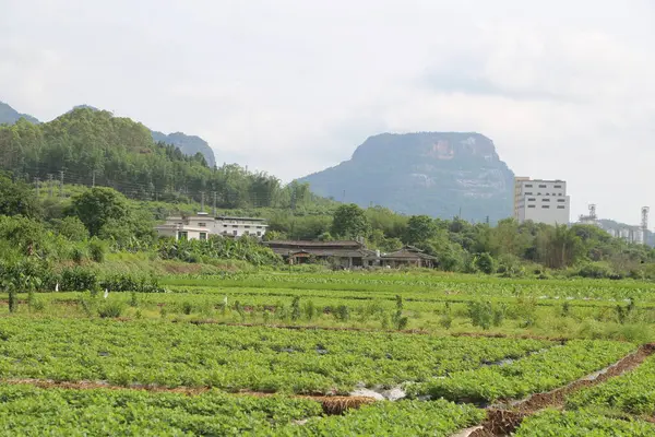 Şehirde yeşil tarlalar ve uzak dağları olan binalarla çevrili bir şehir çiftliği. Çiftlik arazisi çeşitli sebzelerle yemyeşil olurken, yakınlardaki evler görülebilir..