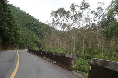 Yolun kenarı okaliptüs ağaçlarıyla kaplı, kesilip her iki taraftaki beton duvarlara bağlanmış. Tüm orman bölgesinde sadece bir sıra yüksek kavak ağacı yetişiyor.