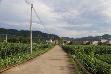 Bir yol Çin mısır tarlalarının ortasından geçiyor, alçak evler ve her iki tarafta da yemyeşil bitkiler var. Tepemizde bir elektrik hattı var ve uzaklardan dağlar görülebiliyor..