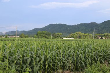 Güney Çin 'de büyük bir mısır tarlası, arkasında yeşil yapraklar ve yüksek dağlar var. Arka plan açık mavi bir gökyüzü ve aralarında elektrik hatları asılı..