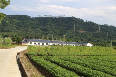Çatısı güneş panelleri olan küçük modern bir Çin çiftlik evi dağlarla ve mavi gökyüzüyle çevrili yeşil çay tarlalarının önünde duruyor. Çiftlik, arkasından gelen elektrikli bir yola bağlı.