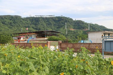 Ön planda, Çin 'in güney kesimindeki bazı özel evleri çevreleyen küçük tuğla duvarların üzerinde büyüyen ayçiçekleri ve diğer çiçeklerin olduğu açık bir alan var..