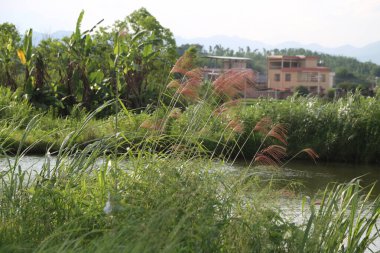 Wetland Park 'ın önünde bir apartman kompleksi var. Yakın mesafede, su vücutlarının her iki tarafında yetişen uzun otları ve bitkileri görebiliyoruz. Üzerinde küçük beyaz balıkçıllar var..