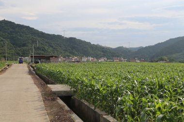 Ortasında yeşil yapraklar ve sıra sıra yüksek bitkiler olan bir mısır tarlası. Mavi gökyüzünün altındaki evlere giden asfalt yolun her iki tarafında da düzgünce düzenlenmiş..