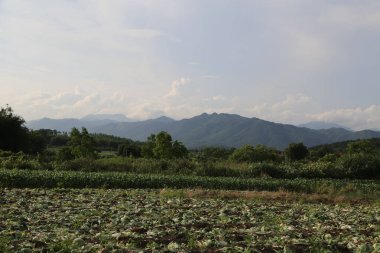 Sebze tarlaları ve uzak mısır tarlalarıyla çevrili öndeki dağların geniş açılı bir fotoğrafı. Yazın, gökyüzü mavi ve beyaz bulutlar yüzüyor..