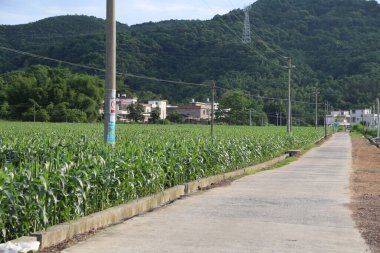 Mısır tarlası, önünde yeşil bitkiler ve beyaz binalar bulunan asfalt bir yolun sağ tarafında yer alıyor. Yanlarında da beton korkuluklar var..