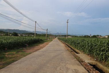 Beton yol mısır tarlasının içinden geçiyor, her iki tarafında yüksek voltajlı elektrik hatları ve arka planda uzak dağlar var. Yeşil yapraklar yakındaki bazı çiftlik evlerinin parçalarını kaplıyor.