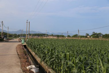 Güney Çin 'de büyük bir mısır tarlası, yeşil yapraklar ve yerde yetişen sıralı taze mısır bitkileri. Yanında bir elektrik direği var..