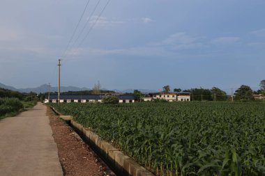 Üzerinde güneş panelleri olan bir apartman kompleksi var. Önünde mavi gökyüzünün altında yeşil mısır tarlaları bulunuyor. Ön planda, o binaya giden ve giden küçük bir yol görüyoruz..