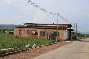 Güney Çin 'in kırsal kesimindeki yeşil sebze tarlalarının önünde asfalt bir yolun kenarında mavi çatılı, beyaz duvarlı ve gri fayanslı küçük tuğladan bir ev duruyor..