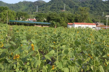 Düşük çatılı, kırmızı duvarlı bir evin önünde yemyeşil ağaçlarla çevrili ayçiçeği fidanlarının olduğu bir alan var. Yakın mesafede, geniş alanlar yoğun ayçiçekleriyle kaplıyken, uzaktan çekilen fotoğraflar arkalarındaki diğer binaları gösteriyor.