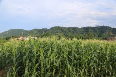 Güney Çin 'de yaz mevsiminde, bitmeyen bir mısır tarlası vardır. Uzun yeşil yaprakları ve gür sarı sorghum çiçekleri vardır. Önünde düz zeminde birkaç küçük bina var..