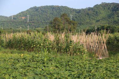Yazın, her iki tarafında yüksek voltajlı elektrik hatları ve çeltik tarlaları olan dağlık bir bölgenin ortasında yeşil bir fasulye tarlası bulunur. Tüm sahnenin etrafında bambu çubukları var.