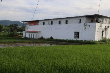 Güney Çin 'deki pirinç tarlalarında bulunan iki katlı beyaz bir bina, ahşap ve beton malzemeler kullanılarak yerel çiftçiler tarafından inşa edildi. Ev basit ama çatısında büyüyen yeşil çimenler var..