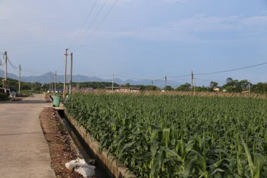 Güney Çin 'de büyük bir mısır tarlası, yeşil yapraklar ve yerde yetişen sıralı taze mısır bitkileri. Yanında bir elektrik direği var..