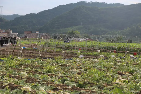 Tavukların arka planda keşfetmesi için bir alan oluşturan bambu çubuklarından yapılmış yüksek duvarlarla çevrili yeşil sebze ve mantarlardan oluşan bir alan, dağınık binalarla dolu dağlık bir arazidir..