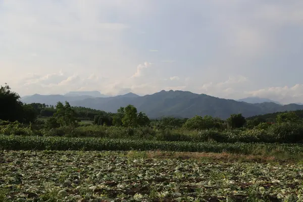 Sebze tarlaları ve uzak mısır tarlalarıyla çevrili öndeki dağların geniş açılı bir fotoğrafı. Yazın, gökyüzü mavi ve beyaz bulutlar yüzüyor..