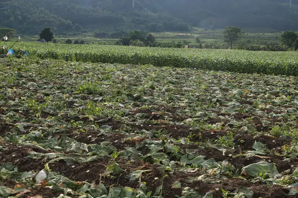 Sebze tarlasında birçok lahana tohumu kurudu ve üzerinde sebze yetişmeyen açık bir arazi var. Arka planda uzak mısır tarlaları ve çiftçiler çalışıyor..