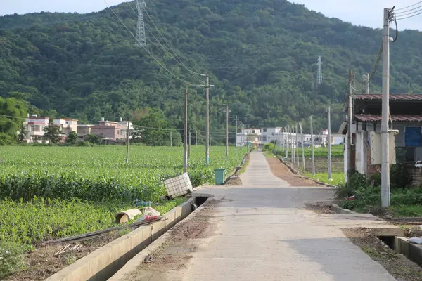 Terk edilmiş bir köyün ortasında, her iki yanında yeşil mısır tarlaları ve evleri olan bir yol. Ayrıca elektrik hatları da var..