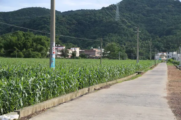 Mısır tarlası, önünde yeşil bitkiler ve beyaz binalar bulunan asfalt bir yolun sağ tarafında yer alıyor. Yanlarında da beton korkuluklar var..