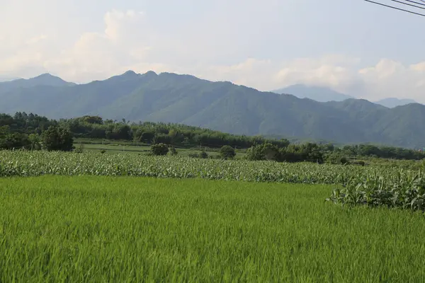 Uzakta, önünde yüksek dağlar olan uçsuz bucaksız bir yeşil pirinç tarlası var. Uzak manzara ufka doğru uzanan yüksek ve düz çeltik tarlalarını gösteriyor..