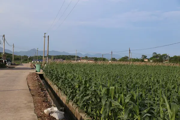 Güney Çin 'de büyük bir mısır tarlası, yeşil yapraklar ve yerde yetişen sıralı taze mısır bitkileri. Yanında bir elektrik direği var..
