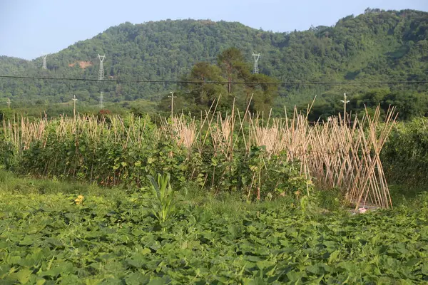 Yazın, her iki tarafında yüksek voltajlı elektrik hatları ve çeltik tarlaları olan dağlık bir bölgenin ortasında yeşil bir fasulye tarlası bulunur. Tüm sahnenin etrafında bambu çubukları var.