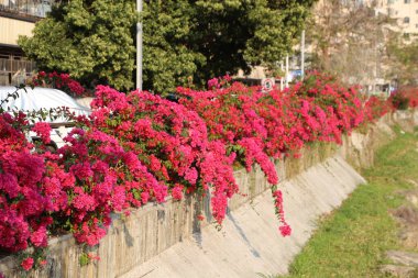 Sokak duvarı kırmızı bougainvillea çiçekleriyle kaplı ve tüm şehir yolu canlı pembe çiçeklerle doluydu. Çiçekler şehir manzaralarına renk katarken aynı zamanda ilkbahar güzelliği atmosferi yaratıyor..