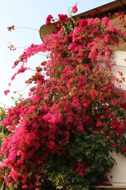 Bir binanın üzerinde pembe çiçekli büyük bir çalı büyüyor. Çiçekler tamamen çiçek açmış ve çok güzeller.