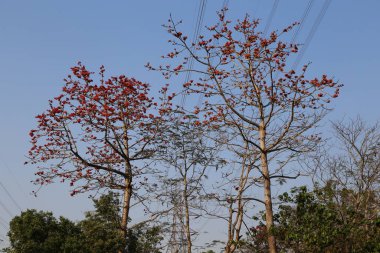 Kırmızı Muga çiçekli iki uzun ağaç gökyüzü ve elektrik hatlarının arka planında duruyor. Sol tarafta, yeşil yapraklı bir ağaç var, diğer dallar henüz çiçek açmamış..